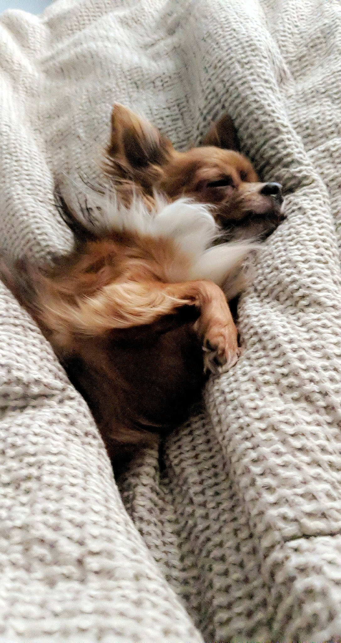 Samson is registered to the contest to win money with this photo: canidae, carnivore, cat, comfort, companion_dog, dog_breed, fawn, felidae, fur, kitten, nap, paw, puppy, singapura, small_to_medium_sized_cats, whiskers