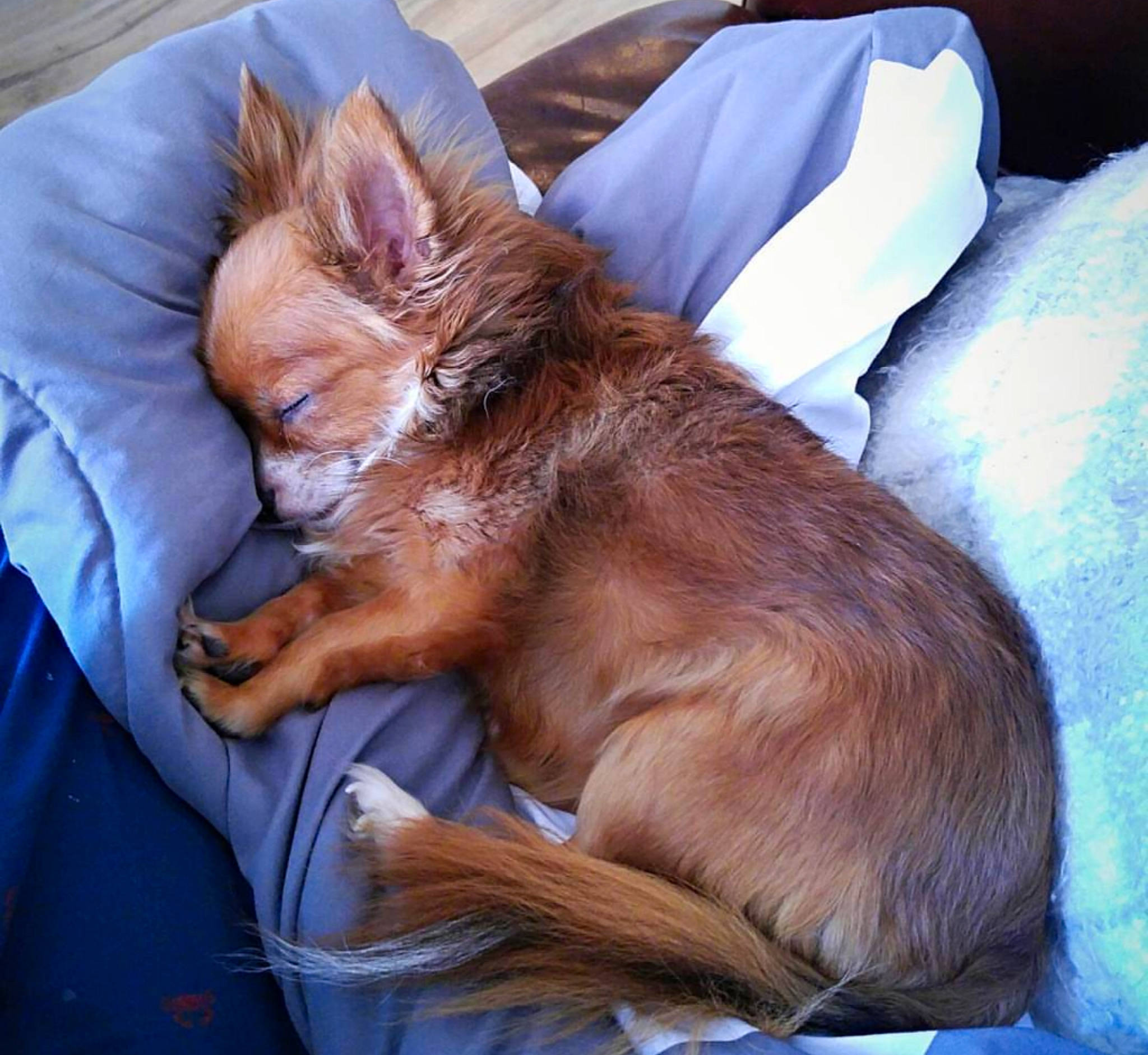 Samson is registered to the contest to win money with this photo: canidae, carnivore, chihuahua, companion_dog, dog, dog_breed, ear, fawn, mammal, nap, puppy, russkiy_toy, snout, vertebrate, whiskers