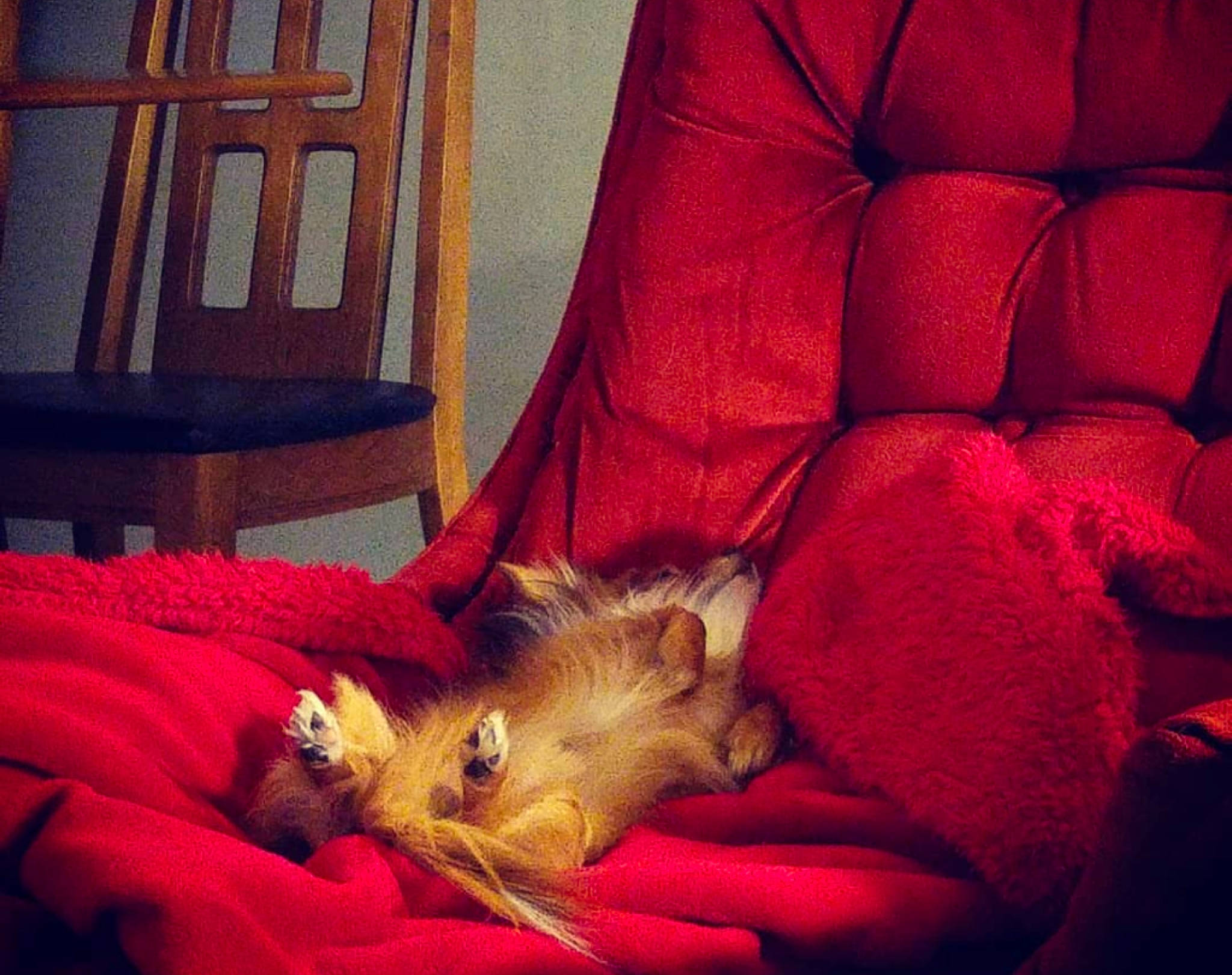 Samson joined the competition — help win amazing prizes! bed, canidae, carnivore, cat, comfort, companion_dog, couch, dog, felidae, fur, furniture, kitten, nap, pomeranian, puppy, red, room, sleep, small_to_medium_sized_cats, whiskers