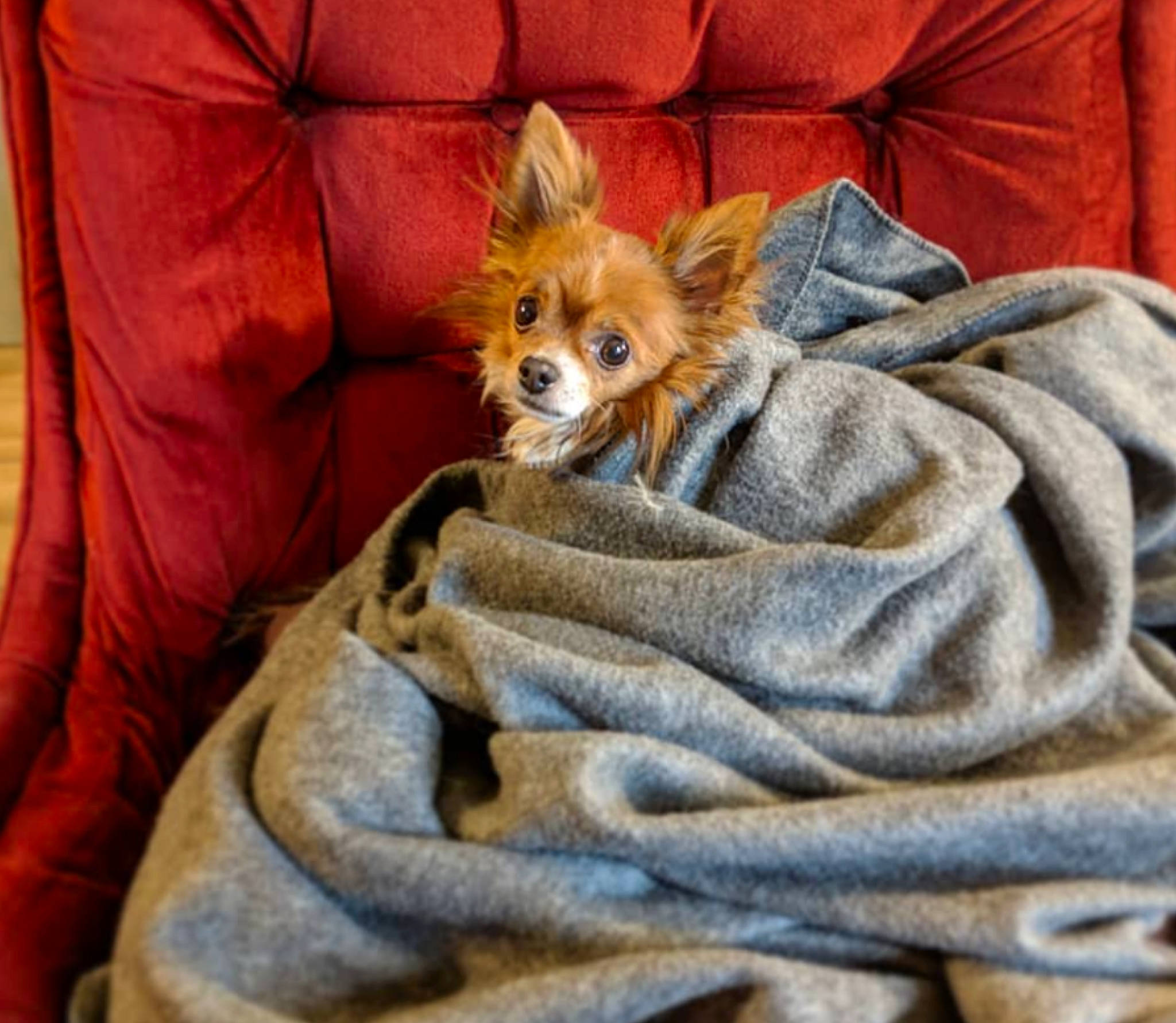 Samson is registered to the contest to win money with this photo: canidae, carnivore, companion_dog, dog, dog_breed, fawn, fur, mammal, papillon, pomeranian, puppy, sporting_group, textile, toy_dog