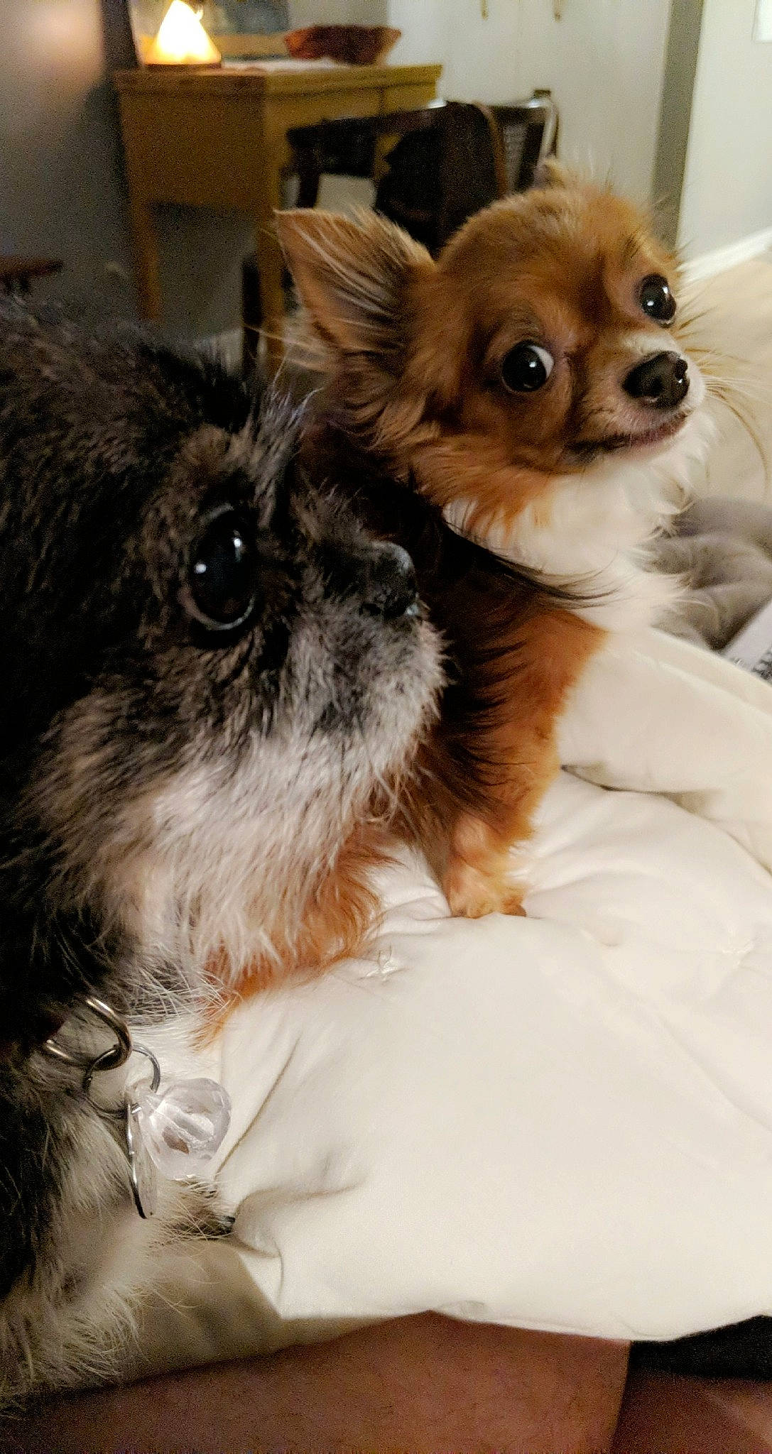 Samson joined the competition — help win amazing prizes! canidae, carnivore, chihuahua, companion_dog, dog, dog_breed, ear, fawn, fur, mammal, morkie, puppy, puppy_love, rare_breed_dog, skin, snout, toy_dog, vertebrate, whiskers, yorkshire_terrier