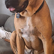 Max Garcia joined the competition — help win amazing prizes! animal, brown_dog, canine, collar, companion, content, couch, dog, ears, fur, home, indoor, leather_couch, pet, relaxed, sitting, snout, tag, tongue_out, white_patch