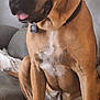 animal, brown_dog, canine, collar, companion, content, couch, dog, ears, fur, home, indoor, leather_couch, pet, relaxed, sitting, snout, tag, tongue_out, white_patch