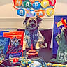 dog, birthday, party_hat, table, treats, toys, balloons, celebration, indoor, food, pet, gift_bag, rope_toy, party, festive, canine, puppy, birthday_candle, cheerful, costume