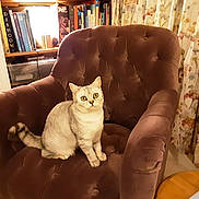 Coco is registered to the contest to win money with this photo: cat, armchair, furniture, indoor, curious, tufted, plush, bookshelf, books, curtains, table, cozy, pet, mammal, whiskers, tail, sitting, eyes, room, domestic