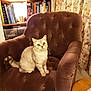 cat, armchair, furniture, indoor, curious, tufted, plush, bookshelf, books, curtains, table, cozy, pet, mammal, whiskers, tail, sitting, eyes, room, domestic