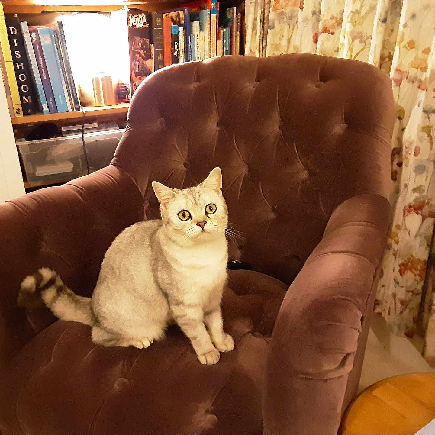 Coco is registered to the contest to win money with this photo: armchair, books, bookshelf, cat, cozy, curious, curtains, domestic, eyes, furniture, indoor, mammal, pet, plush, room, sitting, table, tail, tufted, whiskers