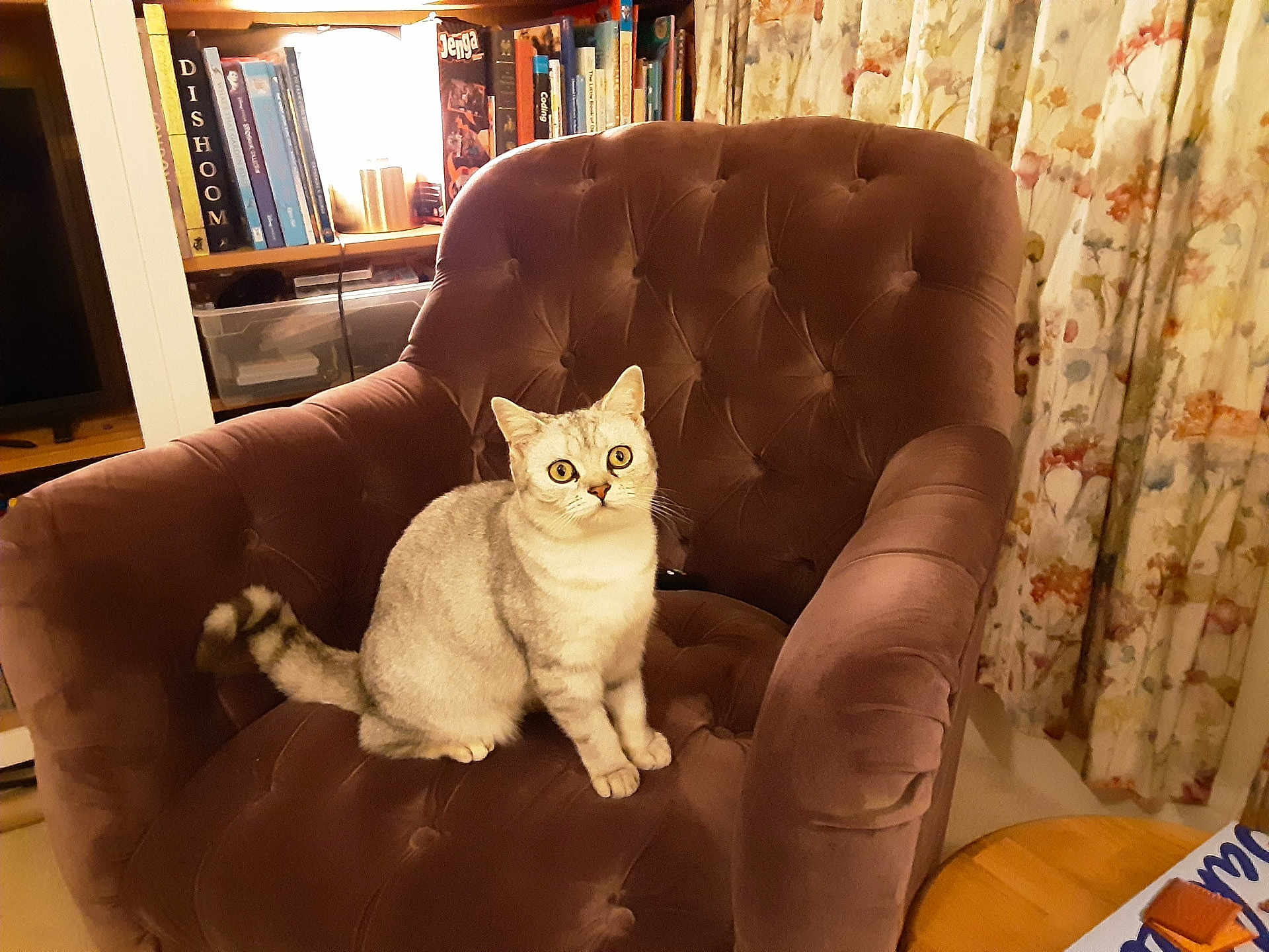 Coco is registered to the contest to win money with this photo: cat, armchair, furniture, indoor, curious, tufted, plush, bookshelf, books, curtains, table, cozy, pet, mammal, whiskers, tail, sitting, eyes, room, domestic