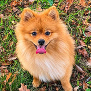 Snow is registered to the contest to win money with this photo: adorable, animal, autumn, closeup, dog, fallen_leaves, fluffy, grass, happy, nature, orange_fur, outdoors, pet, pomeranian, portrait, puppy, sitting, smiling, tongue_out, woodland
