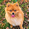 adorable, animal, autumn, closeup, dog, fallen_leaves, fluffy, grass, happy, nature, orange_fur, outdoors, pet, pomeranian, portrait, puppy, sitting, smiling, tongue_out, woodland