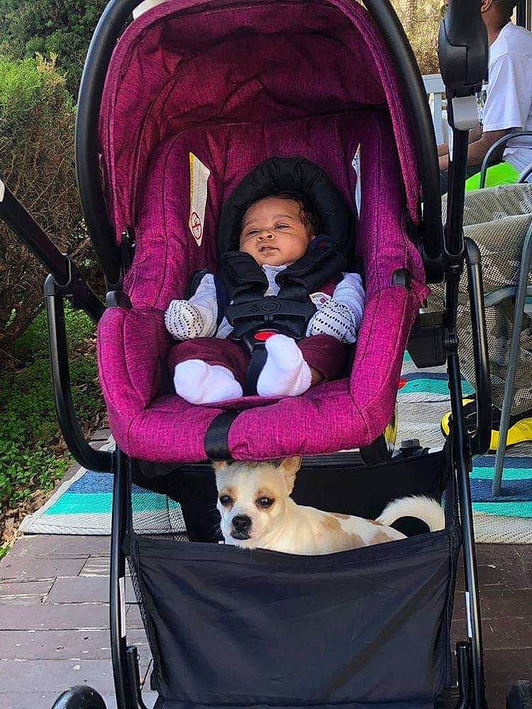 Jewel is registered to the contest to win money with this photo: baby_carriage, baby_products, canidae, car_seat, carnivore, companion_dog, dog, dog_breed, fawn, person, product, sporting_group, travel