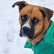 Dinero is registered to the contest to win money with this photo: alert, animal, blue_eyes, canine, closeup, cold, cute, dog, friendly, fur, green_jacket, looking, mammal, nature, outdoor, pet, portrait, snow, snowflakes, winter