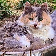 Polochone participe au concours pour gagner de l'argent avec cette photo : animal, calico_cat, cat, closeup, cute, daylight, domestic_cat, ear, fluffy, fur, grass, greenery, hammock, muzzle, nature, outdoor, pet, relaxed, resting, whiskers
