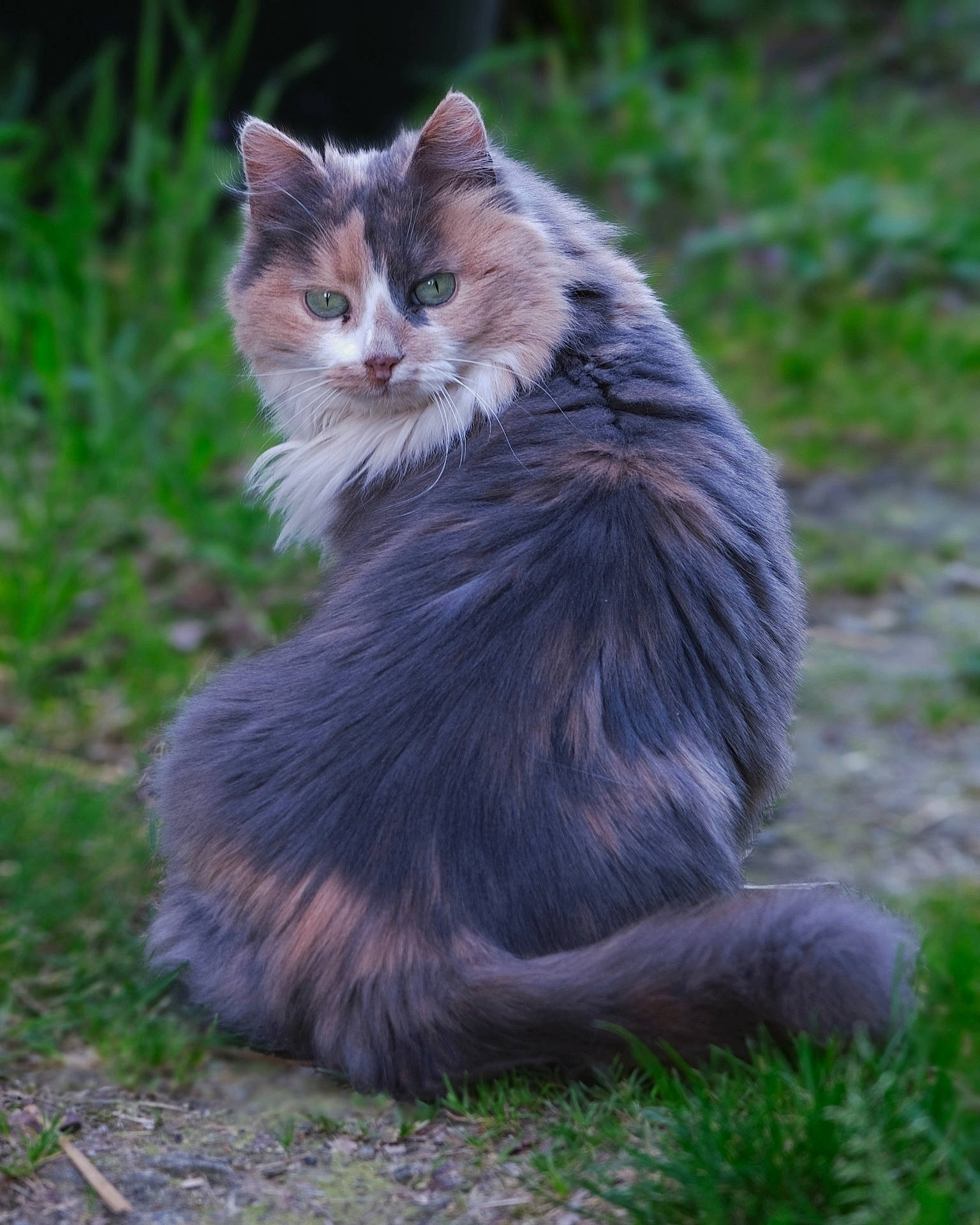 Polochone participe au concours pour gagner de l'argent avec cette photo : animal, calm, cat, curious, eyes, feline, fluffy, fur, grass, greenery, looking_back, mammal, nature, outdoor, pet, portrait, sitting, soft_focus, tail, whiskers