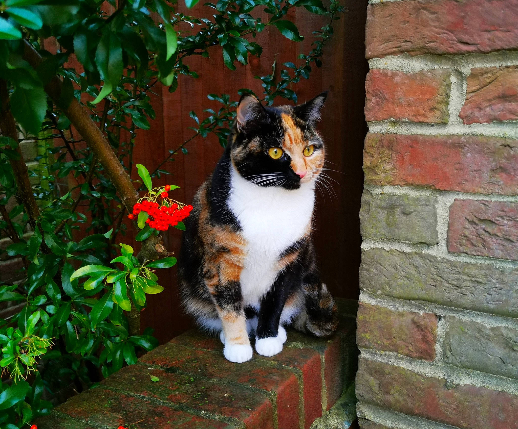 Kizzy joined the competition — help win amazing prizes! art, brick, brickwork, carnivore, cat, eye, fawn, felidae, flower, flowerpot, fur, grass, houseplant, plant, small_to_medium_sized_cats, snout, tail, tree, whiskers, window