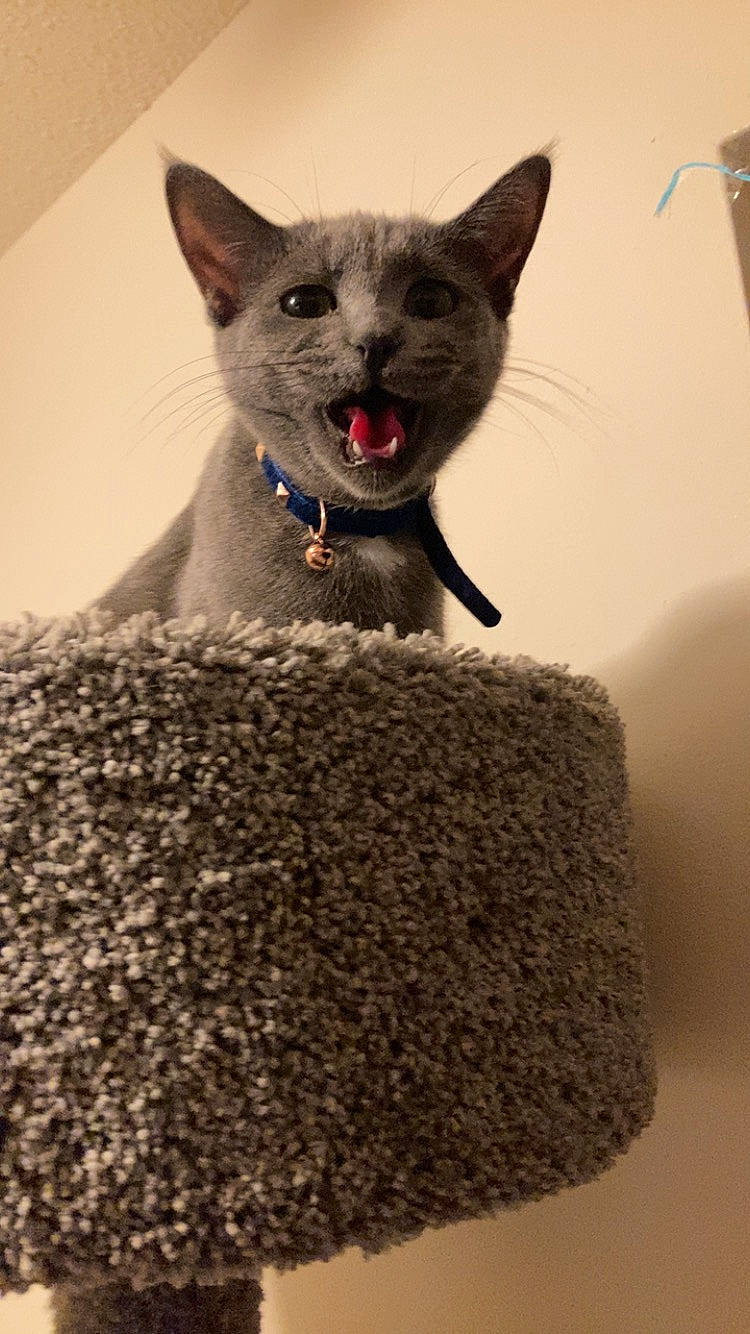 Piranha is registered to the contest to win money with this photo: carnivore, cat, cat_supply, domestic_short_haired_cat, fawn, felidae, fur, grey, pet_supply, russian_blue, small_to_medium_sized_cats, snout, tail, terrestrial_animal, whiskers