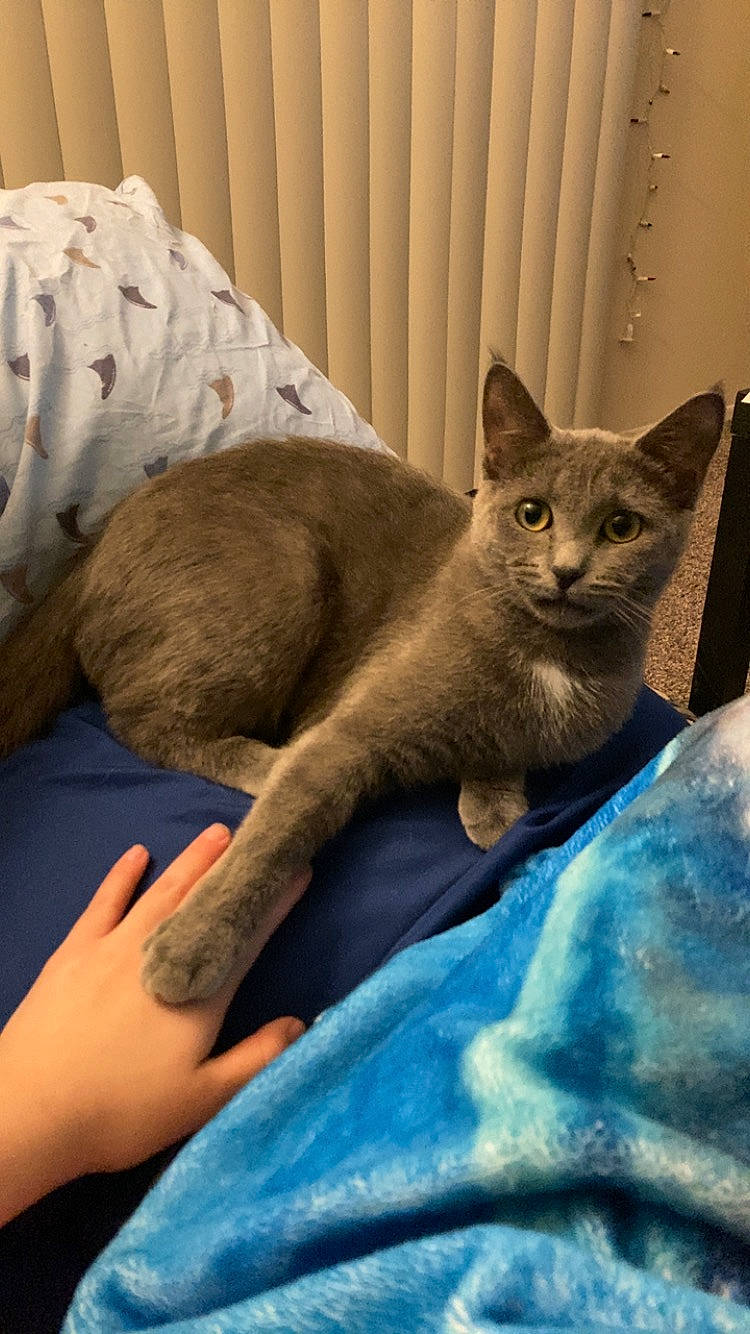 Piranha joined the competition — help win amazing prizes! blue, carnivore, cat, cat_supply, claw, comfort, domestic_short_haired_cat, electric_blue, fawn, felidae, fur, grey, linens, russian_blue, small_to_medium_sized_cats, snout, tail, terrestrial_animal, whiskers, window