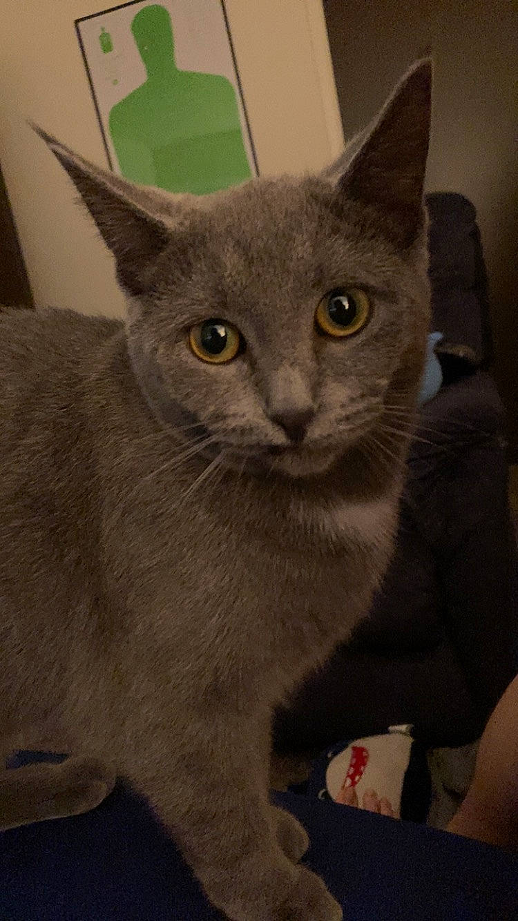 Piranha joined the competition — help win amazing prizes! carnivore, cat, domestic_short_haired_cat, felidae, fur, grey, russian_blue, small_to_medium_sized_cats, snout, whiskers