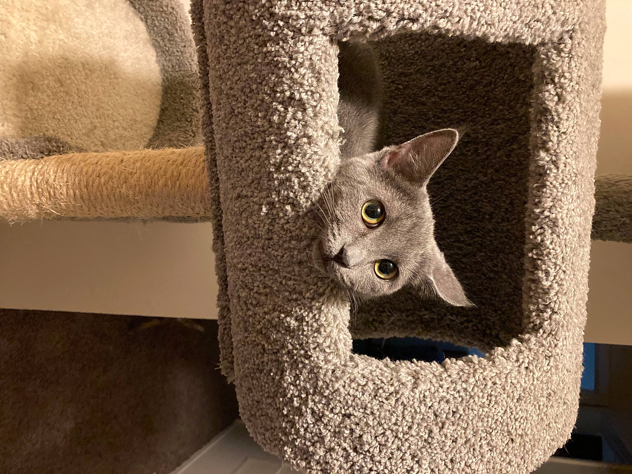 Piranha joined the competition — help win amazing prizes! art, artifact, carnivore, cat, cat_supply, comfort, creative_arts, domestic_short_haired_cat, felidae, fur, grey, pet_supply, sculpture, small_to_medium_sized_cats, snout, tail, visual_arts, whiskers, window, wood