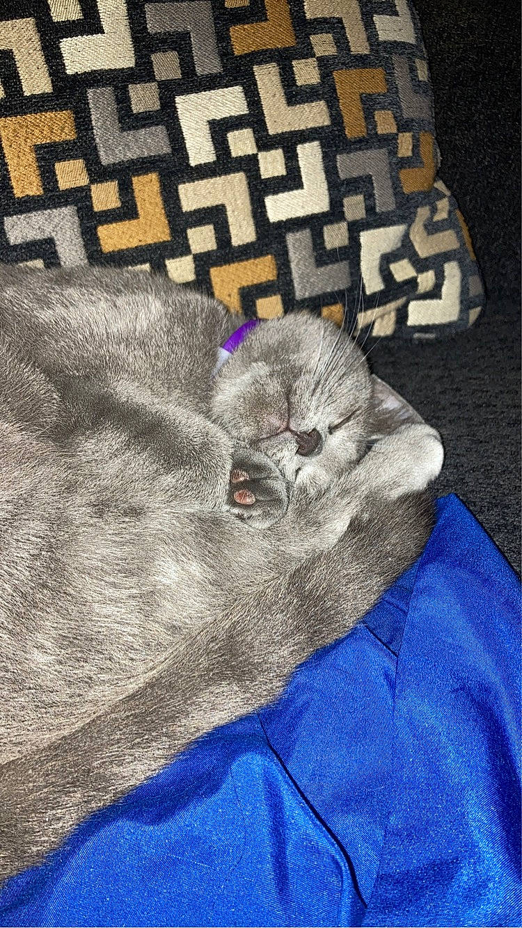 Piranha joined the competition — help win amazing prizes! art, carnivore, cat, denim, drawing, electric_blue, felidae, font, fur, grey, illustration, linens, pattern, russian_blue, sleeve, small_to_medium_sized_cats, sportswear, t_shirt, textile, whiskers