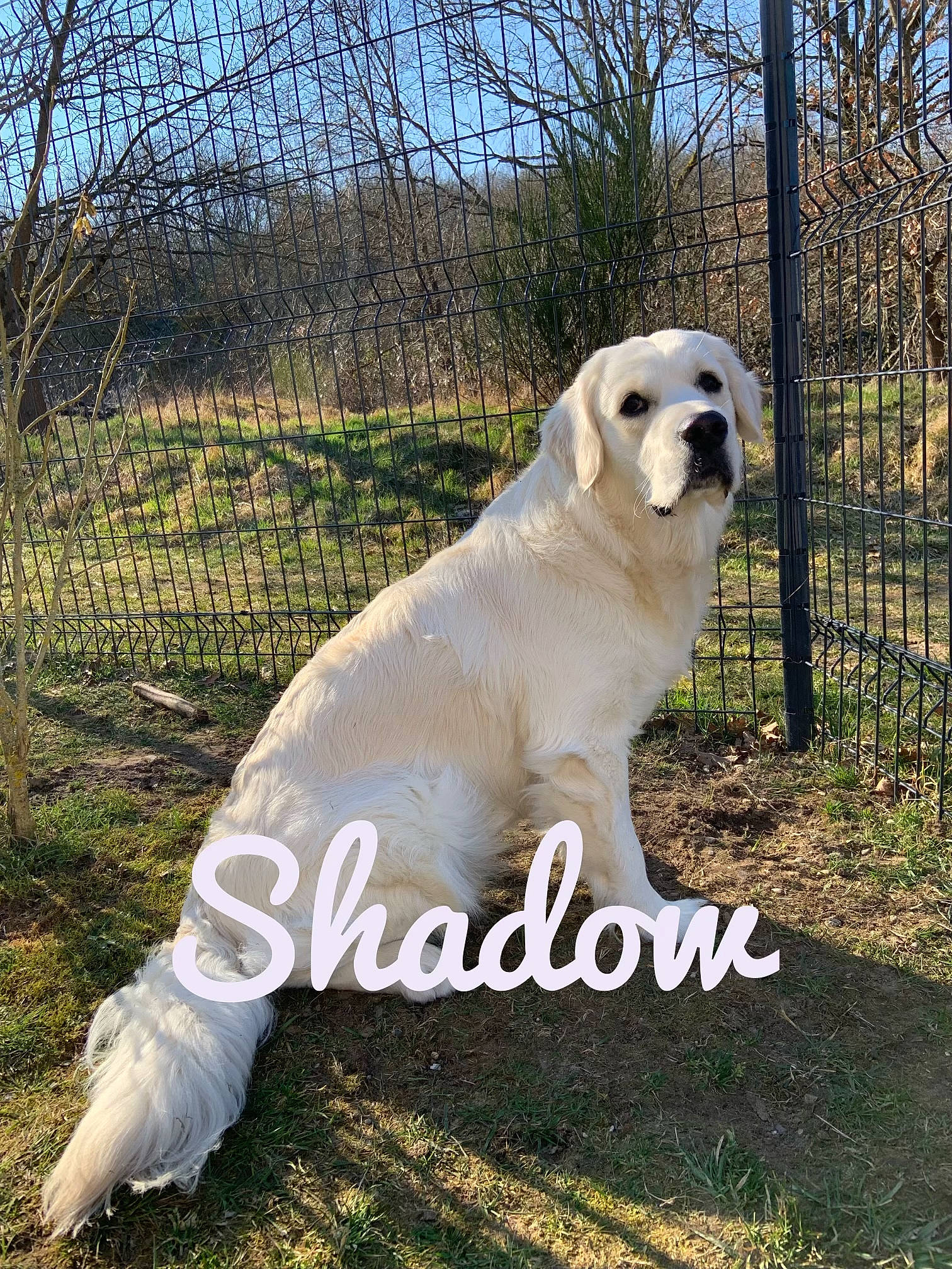 Shadow a rejoint le concours — aidez-le/la à gagner de superbes lots ! canidae, carnivore, companion_dog, dog, dog_breed, fawn, fence, golden_retriever, grass, mesh, pet_supply, photo_caption, plant, polish_tatra_sheepdog, sky, sporting_group, tail, terrestrial_animal, tree, wildlife