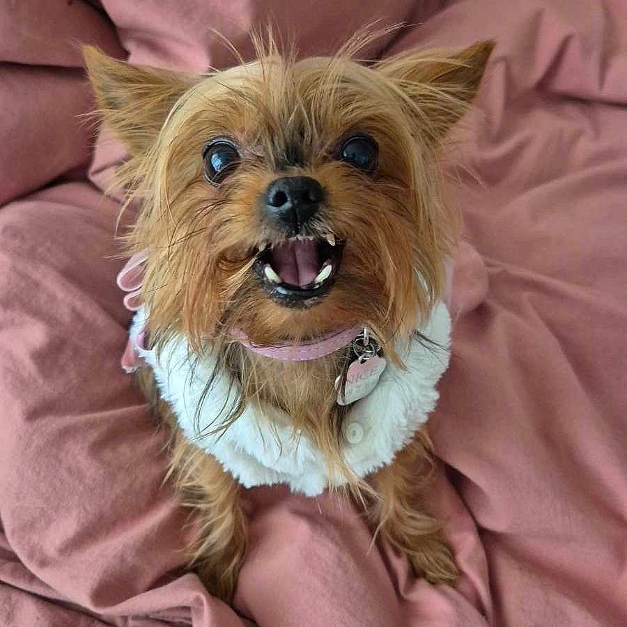 Nice participe au concours pour gagner de l'argent avec cette photo : adorable, animal, bed, blanket, canine, collar, cute, dog, ears, fur, fur_texture, happy, indoor, looking_up, mouth_open, pet, pink, small_dog, teeth, yorkshire_terrier