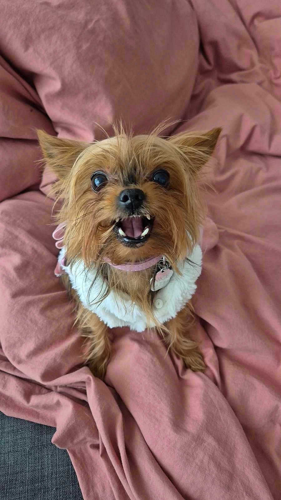 Nice participe au concours pour gagner de l'argent avec cette photo : dog, small_dog, yorkshire_terrier, pet, cute, fur, collar, bed, blanket, pink, happy, mouth_open, teeth, ears, indoor, fur_texture, animal, canine, looking_up, adorable