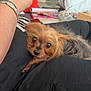 dog, small_dog, pet, lap, hand, game_controller, black_pants, bracelet, indoor, couch, relaxation, cute, fur, long_hair, brown_dog, black_dog, person, casual, home, comfort