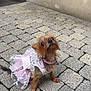 Nice participe au concours pour gagner de l'argent avec cette photo : dog, small_dog, pet, outdoor, pavement, cobblestone, dress, pink, white, lace, collar, cute, curious, animal, fur, looking_up, tiny, fashion, accessory, domestic_animal