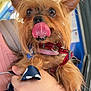 Nice a rejoint le concours — aidez-le/la à gagner de superbes lots ! dog, small_dog, pet, animal, tongue_out, close_up, cute, furry, brown_fur, leash, collar, hand, person, vehicle_interior, window, blue_background, pink_clothing, seat, transport, holding