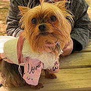 Nice participe au concours pour gagner de l'argent avec cette photo : dog, small_dog, yorkshire_terrier, pet, outdoor, bench, person, jacket, fur, cute, pink_clothing, love_text, wooden_surface, playground, trees, sunlight, leisure, animal, portrait, close_up