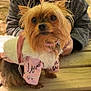 dog, small_dog, yorkshire_terrier, pet, outdoor, bench, person, jacket, fur, cute, pink_clothing, love_text, wooden_surface, playground, trees, sunlight, leisure, animal, portrait, close_up