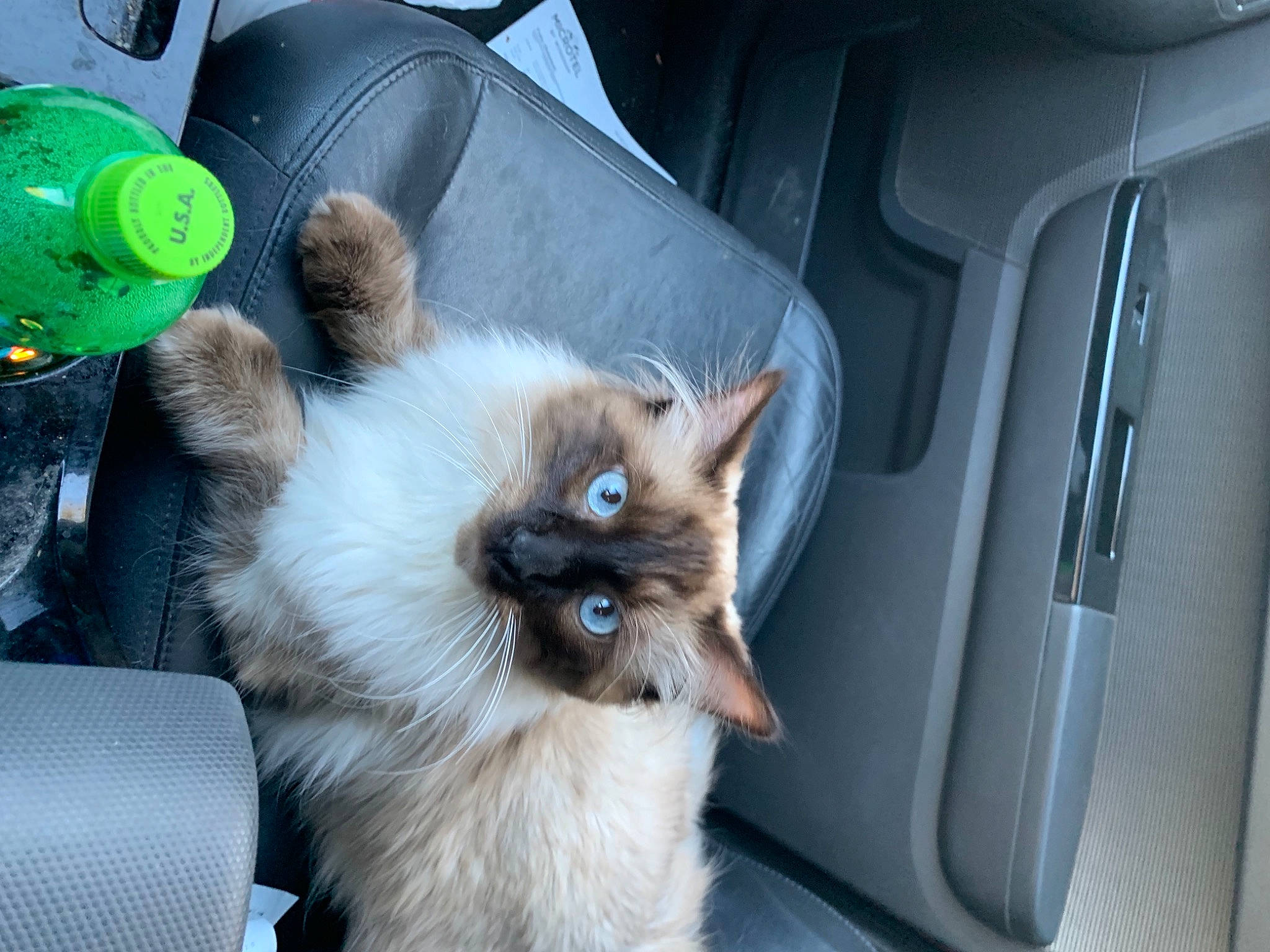 Turbo is registered to the contest to win money with this photo: auto_part, automotive_exterior, birman, car_seat, carnivore, cat, chair, family_car, fawn, felidae, fur, motor_vehicle, personal_luxury_car, siamese, small_to_medium_sized_cats, tail, vehicle, vehicle_door, whiskers, window
