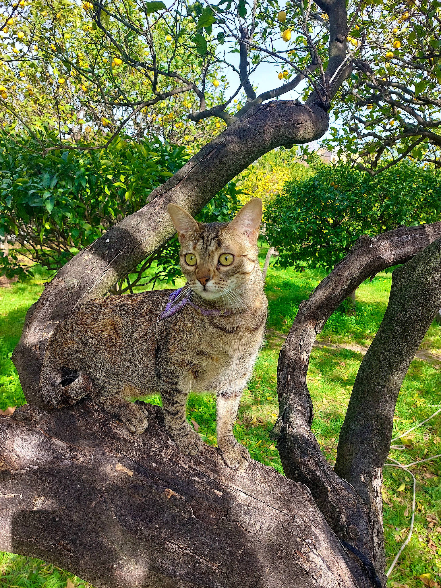 Keiko participe au concours pour gagner de l'argent avec cette photo : branch, carnivore, cat, domestic_short_haired_cat, fawn, felidae, grass, groundcover, plant, small_to_medium_sized_cats, snout, tail, terrestrial_animal, tree, trunk, twig, whiskers, wood, woodland, woody_plant