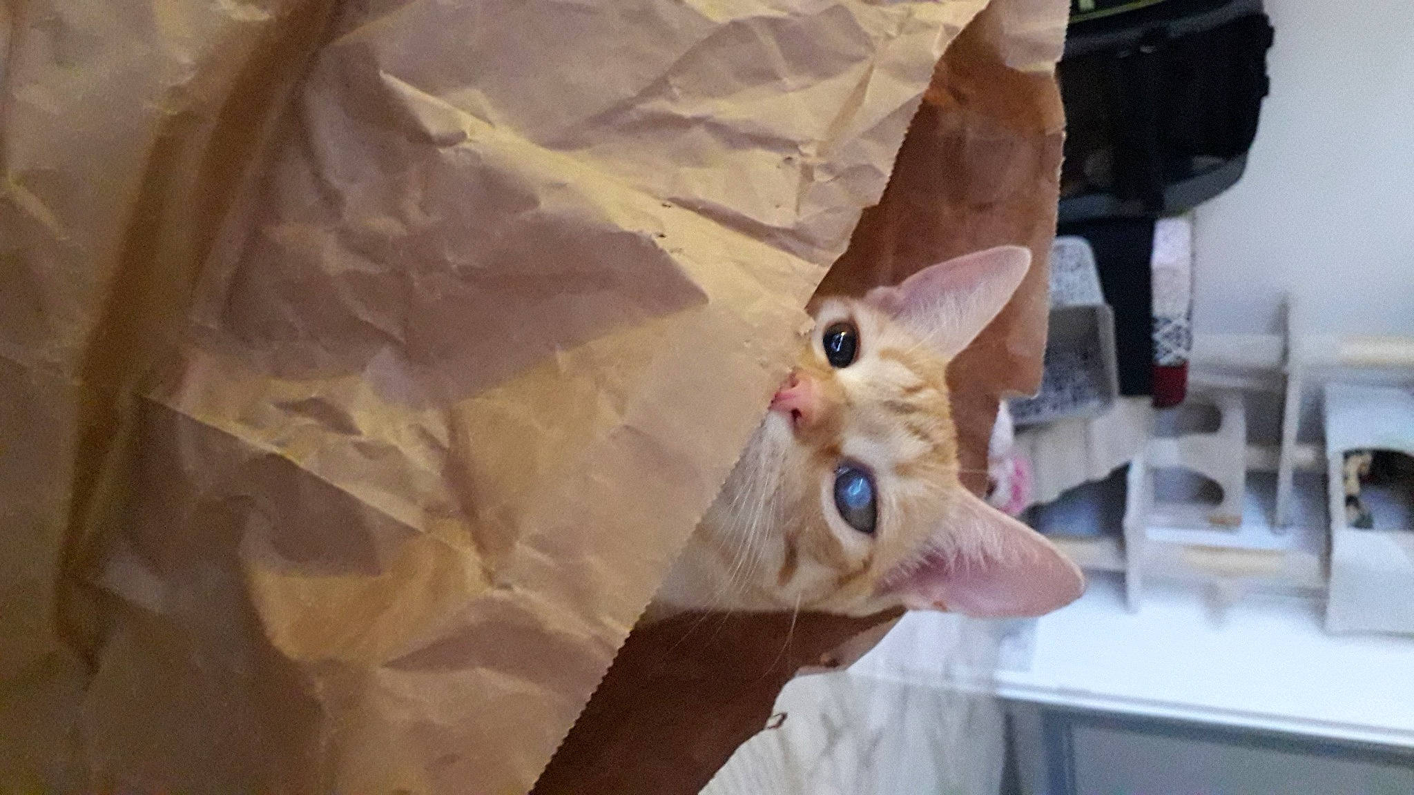 Crevette a rejoint le concours — aidez-le/la à gagner de superbes lots ! arthropod, backpack, butterfly, chair, fawn, fur, insect, luggage_and_bags, moths_and_butterflies, paper, paper_product, plush, pollinator, room, snout, stuffed_toy, toy, tree, wing, wood