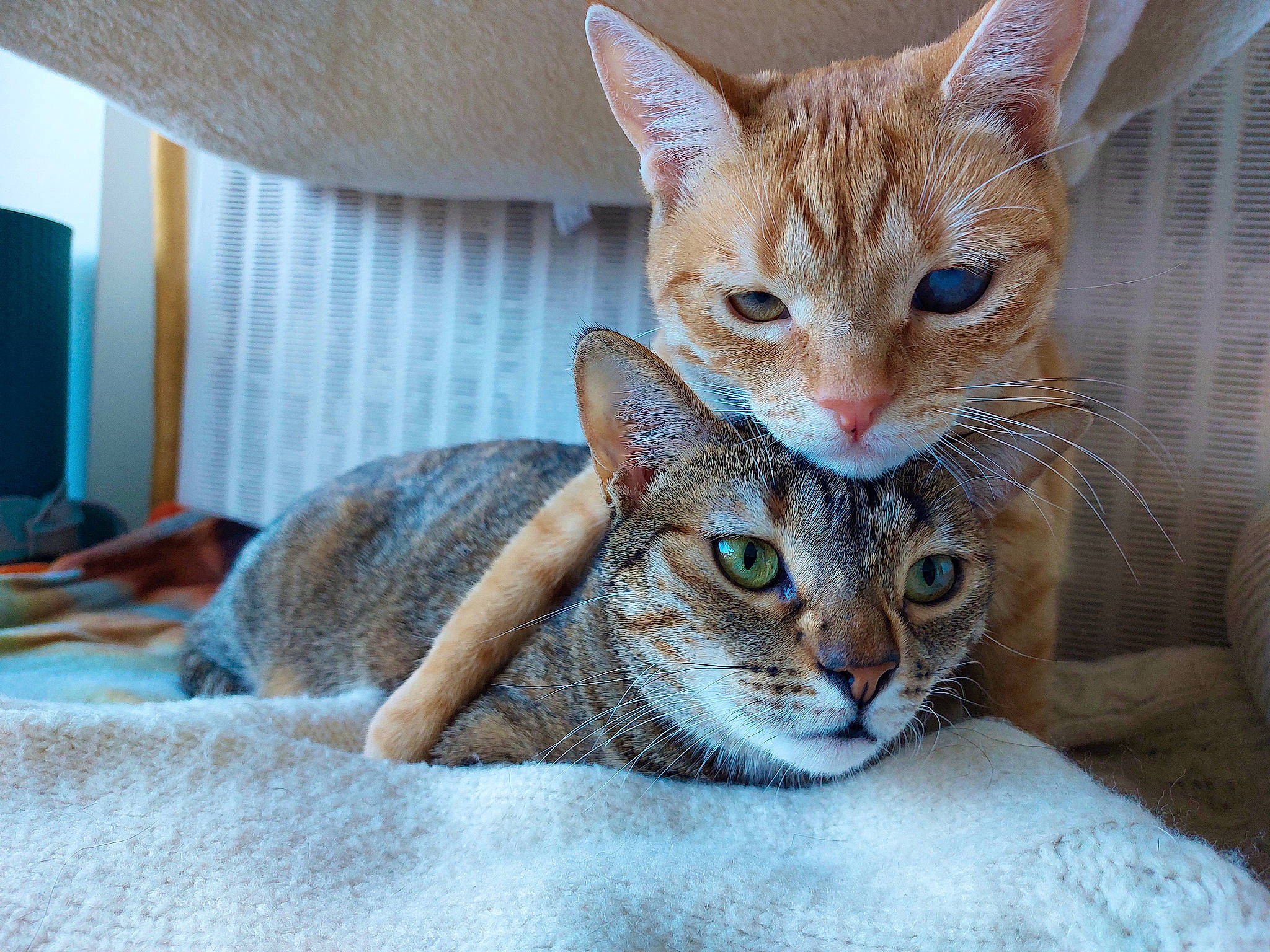 Keiko a rejoint le concours — aidez-le/la à gagner de superbes lots ! carnivore, cat, cat_supply, claw, comfort, domestic_short_haired_cat, fawn, felidae, fur, paw, pet_supply, sitting, small_to_medium_sized_cats, snout, tail, whiskers, window