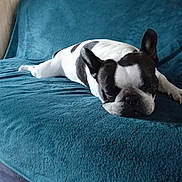 Malabar participe au concours pour gagner de l'argent avec cette photo : black, blanket, closeup, couch_cover, dog, domestic_animal, ears, floor, french_bulldog, home, indoor, lying_down, nose, paw, pet, portrait, resting, sleepy, sofa, white