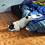 Malabar participe au concours pour gagner de l'argent avec cette photo : bed, bedding, bedroom, black_spot, blanket, blue_blanket, dog, floor, french_bulldog, indoor, lounging, mattress, parquet_floor, paw, pet, pillow, sleeping, sunlight, white_and_black_coat, wooden_floor