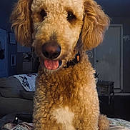 Tucker joined the competition — help win amazing prizes! blanket, brown, canine, ceiling_fan, close_up, collar, cozy, curly_fur, dog, door, furniture, happy, household, indoor, living_room, pet, sofa, table, tongue_out, white_patch