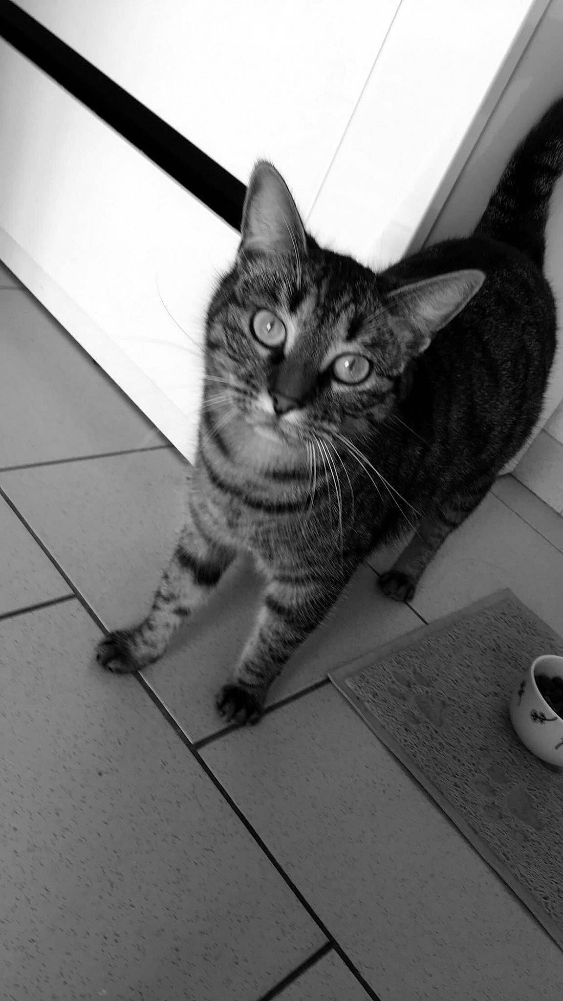 Feline participe au concours pour gagner de l'argent avec cette photo : asian, black_and_white, carnivore, cat, domestic_short_haired_cat, dragon_li, european_shorthair, eye, felidae, kitten, monochrome, monochrome_photography, ojos_azules, photography, small_to_medium_sized_cats, snapshot, snout, tabby_cat, whiskers, white