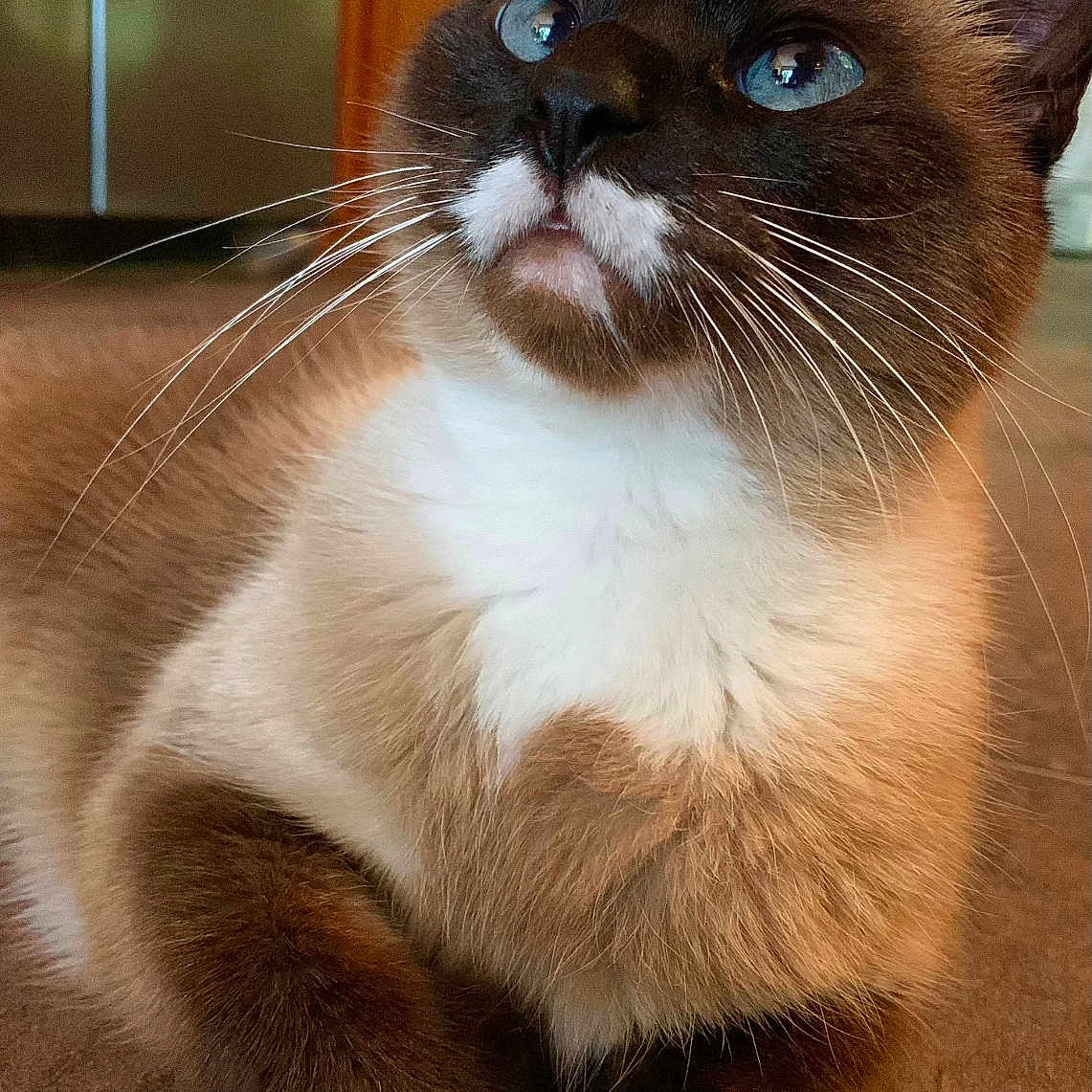 Dixie is registered to the contest to win money with this photo: abyssinian, angora, animal, cat, door, hardwood, indoors, kitten, manx, pet, siamese, stainedwood, wood