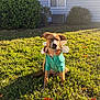 dog, grass, sunlight, sweater, flower_collar, outdoor, pet, animal, bush, house, leash, daytime, cute, small_dog, sitting, greenery, nature, sunny, portrait, canine