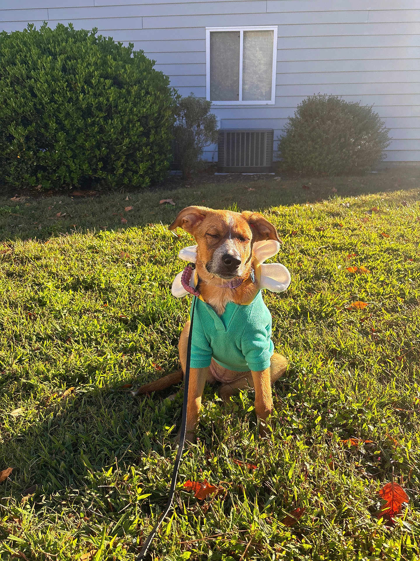 Maple is registered to the contest to win money with this photo: dog, grass, sunlight, sweater, flower_collar, outdoor, pet, animal, bush, house, leash, daytime, cute, small_dog, sitting, greenery, nature, sunny, portrait, canine