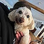 Bella is registered to the contest to win money with this photo: dog, white_dog, pet, indoor, person, hand, holding, wooden_beam, table, chair, handbag, photo_frames, floor, wall, cozy, curious, fur, close_up, living_room, home