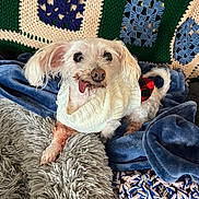 Bella is registered to the contest to win money with this photo: dog, small_dog, white_dog, sweater, cozy, blanket, throw, crocheted_blanket, plaid, tongue_out, pet, cute, indoor, fur, animal, relaxed, home, texture, soft, comfort
