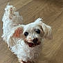 Bella is registered to the contest to win money with this photo: dog, white_dog, curly_fur, small_dog, pet, indoor, wooden_floor, black_shoe, footwear, tongue_out, cute, animal, companion, looking_up, fluffy, domestic, house, flooring, canine, friendly