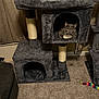 Squeakers joined the competition — help win amazing prizes! cat, cat_condo, gray_cat, carpet, curtains, cat_toy, indoor, pet, furniture, plush, cozy, animal, resting, home, window, scratching_post, kitten, domestic_cat, cute, relaxed