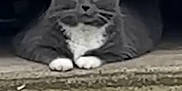 Squeakers is registered to the contest to win money with this photo: cat, gray_cat, white_paws, door, concrete, outdoor, animal, pet, resting, relaxed, feline, whiskers, ears, paws, ground, sidewalk, curious, quiet, shadow, daylight