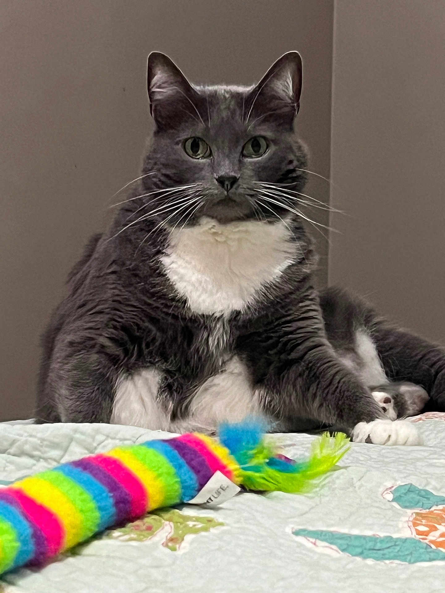Squeakers is registered to the contest to win money with this photo: cat, gray_cat, white_fur, pet, indoor, quilt, toy, colorful, striped_toy, feline, whiskers, ears, paws, bed, resting, looking, animal, cute, domestic_cat, playful