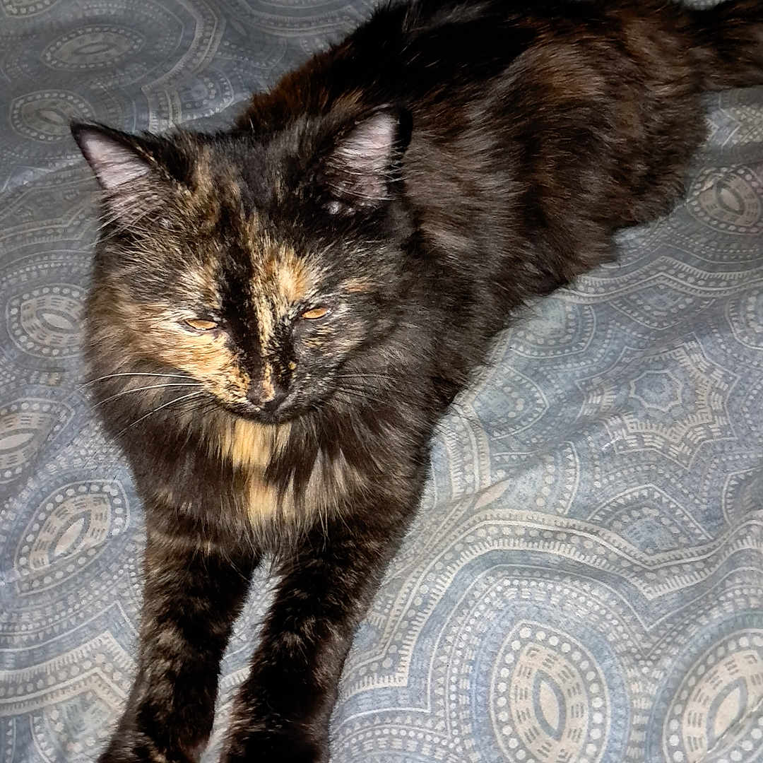 Kitty joined the competition — help win amazing prizes! animal, bedspread, cat, cozy, cute, domestic, ears, feline, fur, home, indoor, pattern, paws, pet, relaxed, resting, sleepy, tail, tortoiseshell, whiskers